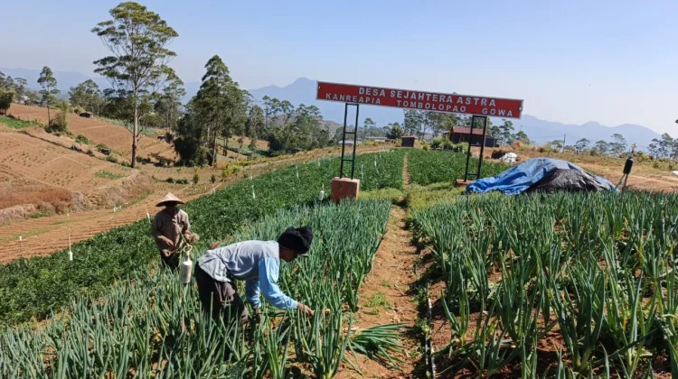 Cuaca Ekstrem Melanda, Petani Sayur di Kanreapia Gowa Tetap Bertahan