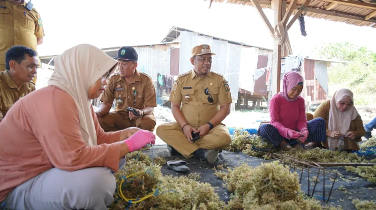 Luwu Perkuat Potensi Rumput Laut untuk Ekonomi Pesisir