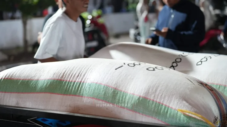 Panen Ditengah Kemarau, Petani Sidrap Serahkan Dua Karung Gabah ke Bupati