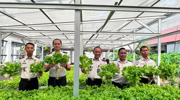 Lapas Makassar Panen 65 Kg Selada, Wujudkan Pembinaan Warga Binaan yang Produktif