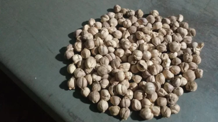 Kapulaga, Bumbu Rendang Khas Tradisional Indonesia