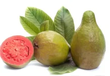 Rahasia Kesehatan di Balik Daun Jambu Biji