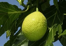 Sukun atau Bakkara Masuk Daftar Superfood Dunia
