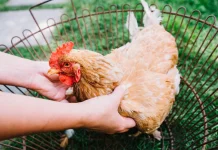 Ayam Broiler Berbahaya Bagi Kesehatan? Begini Faktanya