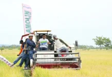 Panen Raya Padi Desa Otting Capai 10 Ton Per Hektar