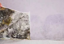 Black Mold: Ancaman Tersembunyi Musim Hujan