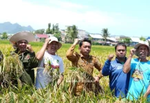 Panen Raya Sidrap Capai 10 Ton