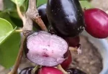 Segudang Manfaat Buah Jamblang untuk Kesehatan Tubuh