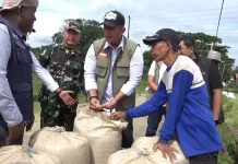 Panen Raya Simbang Maros, Produktivitas Capai 7 Ton per Hektare