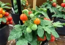 Panduan Menanam Tomat di Pot dan Lahan Rumah