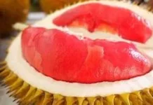 Durian Merah Banyuwangi Buah Eksotis Kaya Manfaat
