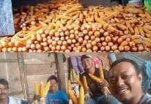 Panen Jagung Pasilambena Capai 155 Ton, Perkuat Program GEMETAR