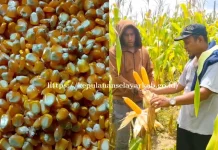 Desa Garaupa Siap Panen 120 Ton Jagung Berpotensi Hasilkan Rp480 Juta