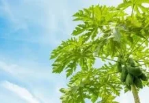 Manfaat Daun Pepaya untuk Kesehatan
