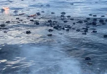 Kebakaran KM Citra Anugrah di Pelabuhan Benteng, Dua ABK Meninggal Dunia