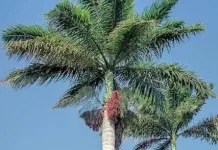 Keunikan Buah-Buahan dari Pohon Palem yang Populer
