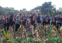 Panen Raya Jagung BUMDes Desa Jambuia, Wujud Peran Polri untuk Ketahanan Pangan