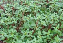 Krokot, Gulma yang Menjadi Superfood Kaya Manfaat Kesehatan