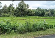 Hilirisasi Pertanian dan Perkebunan di Bulukumba