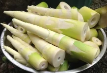 Rebung Bambu, Superfood Sehat dengan Manfaat Kesehatan Luar Biasa