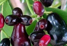 Juwet, Buah Lokal Kaya Manfaat yang Terlupakan