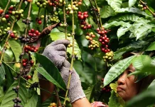 Pengusaha Warkop di Lutra Dihimbau Sajikan Kopi Rongkong dan Seko