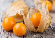 Ciplukan, Golden Berry Indonesia yang Kian Mendunia