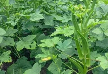 Okra Bisa Jadi Senjata Ampuh Lawan Mikroplastik