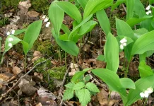 Keindahan Bunga Lily of The Valley, Indah namun Berbahaya Bagi Manusia