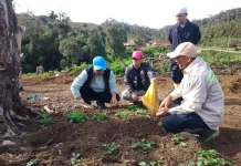 Perkuat Ketahanan Pangan, Bupati Tinjau Pengembangan Kentang di Rongkong