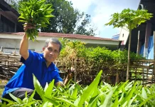 Kecamatan dan Kelurahan di Makassar tengah Siapkan Lahan Urban Farming