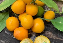 Dari Kebun ke Camilan Sehat: Kisah Jeruk Kecil yang Punya Potensi Besar
