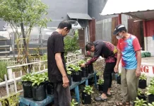 Hasil Urban Farming di Kelurahan Bulurokeng Tembus Kabupaten Gowa dan Maros