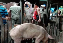 Camat Panakkukang Bakal Relokasi Peternakan Babi ke Toraja
