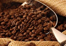 Sejarah Perkembangan Kopi Gayo Isabelline di Pasar Nasional dan Internasional