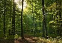 Hutan: Paru-Paru Dunia yang Terus Terancam