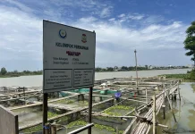 Didampingi KKP, Pokdakan Mapan Kembangkan Budidaya Nila di Danau Tanjung Bunga