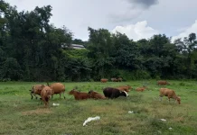 Disnakkeswan Sulsel Pastikan Ketersediaan Hewan Qurban Tercukupi