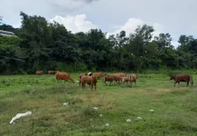 Masyarakat Diimbau Pastikan Kesehatan Hewan Qurban sebelum Membeli