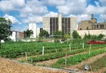 Urban Farming Solusi Lingkungan Kota Makassar