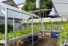 Urban Farming Tekan Emisi dan Gaya Hidup Hijau