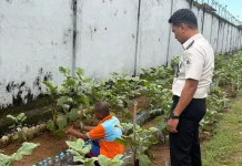 Sebanyak 100 Karung Pupuk Dukung Pengembangan Perkebunan Lapas