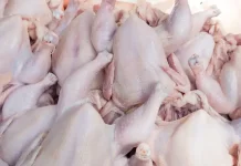 Daging Ayam Tetap Jadi Pilihan Utama Protein Berkualitas bagi Masyarakat