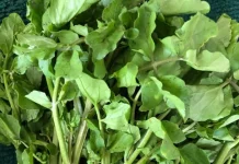Selada Air, Sayuran Paling Padat Nutrisi dengan Segudang Manfaat Kesehatan