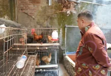 Hasil Peternakan Ayam Petelur di Kecamatan Wajo Sasar Anak Stunting