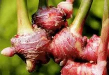 Keajaiban Jahe Merah Bagi Tubuh