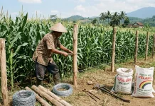 Bank Sulselbar Siap Biayai Petani Jagung Selayar Melalui KUR