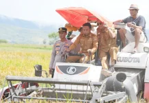 Turun Langsung ke Sawah, Bupati Sidrap Pimpin Panen Raya Desa Lise