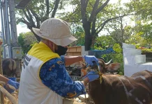 Hari Pertama Pemeriksaan Hewan Kurban, Petugas Periksa Puluhan Ekor Sapi