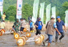 Tanam Padi Bersama Petani, Bupati Luwu Canangkan IP 300